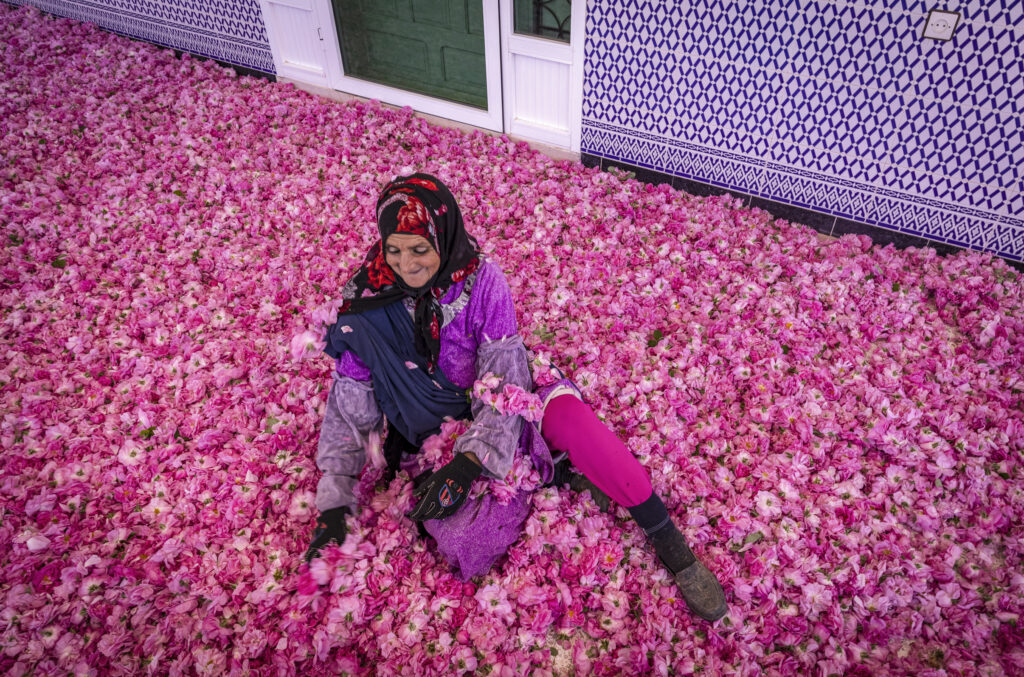 Best Time to Visit Morocco: Your Complete 2025 Travel Guide 3 the Rose Festival and blooming roses in the valley