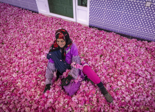 the Rose Festival and blooming roses in the valley, Kelaat M'Gouna Rose Festival fields with Atlas Mountains